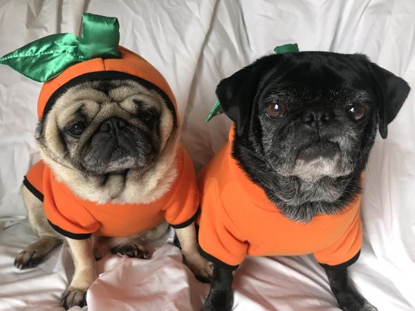 /images/uploads/pug nation rescue of los angeles/2018pugnation/entries/6385thumb.jpg